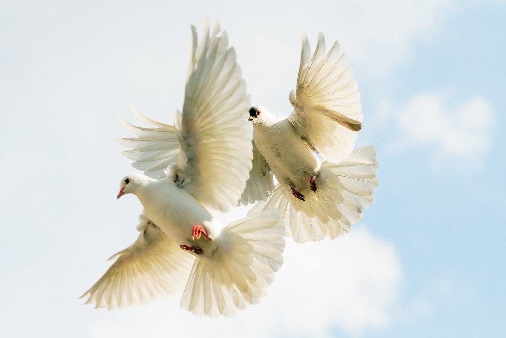 dove release